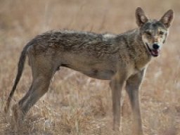 Loup indien